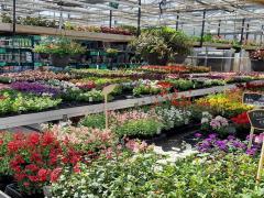 Te koop bloemen - plantenzaak ideaal gelegen centrum Doornik - Bergen - Kortrijk Henegouwen n°1