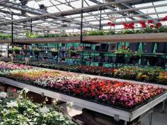 Te koop bloemen - plantenzaak ideaal gelegen centrum Doornik - Bergen - Kortrijk Henegouwen n°2