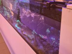 CONCEPT WINKEL GESPECIALISEERD IN KORALEN en ZEEWATERVISSEN Brussel Hoofdstad n°2