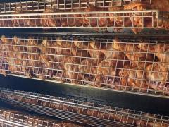 Te koop: Rotisserie en traiteur voor de regio's Henegouwen - Waals Brabant Locatie niet gespecificeerd n°13