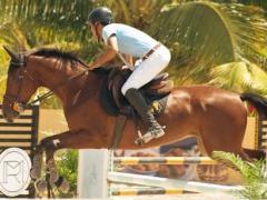 Te koop: Zaak gespecialiseerd in uitrusting en aanvullende producten voor de paardensport. Henegouwen n°1