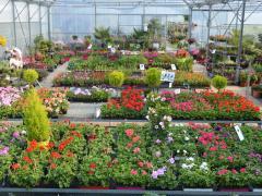 Tuincentrum met gebouw te koop gelegen FRANCE- NORMANDIE Frankrijk n°7