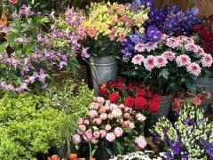 Te koop Bloemenzaak Brussel (BXL HOOFDSTEDELIJK GEWEST) Brussel Hoofdstad n°5