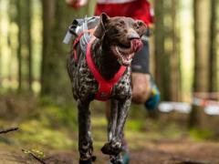 Te koop: e-commerce activiteit gespecialiseerd in hondensporten Locatie niet gespecificeerd n°2